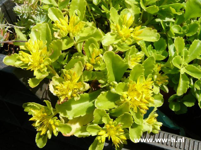 Sedum hybridum 'Immergrunchen'