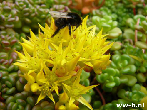 Sedum oreganum