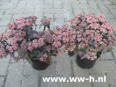 Sedum roodbladig 3,99 Sedum roodbladig 3,99