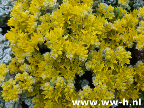 Sedum spathulifolium 'Cape Blanco'