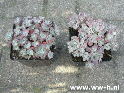 Sedum spurium 'Variegatum'