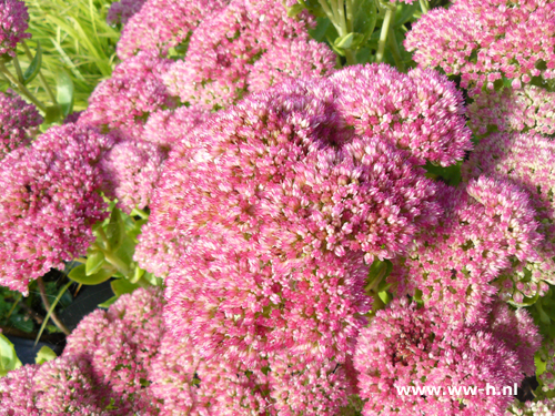 Sedum spectabile