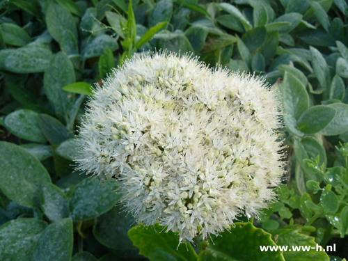 Sedum spectabile 'Iceberg'