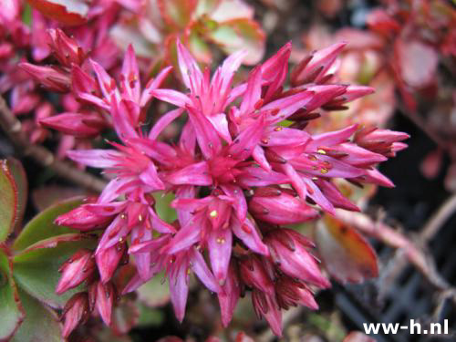 Sedum spurium 'Purperteppich'