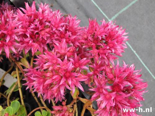 Sedum spurium 'Schorbusser Blut'