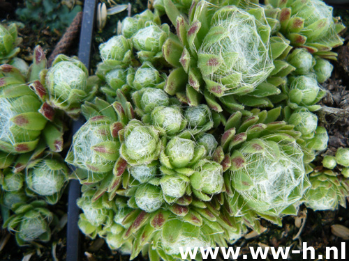 Sempervivum arachnoideum 'Rubrum'