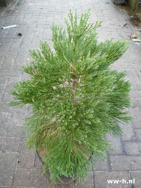 Sequoia gigantea