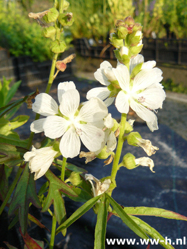 Sidalcea candida