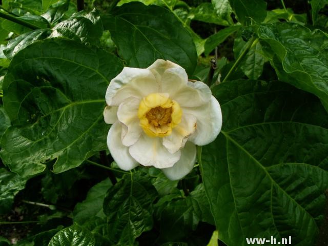 Sinocalycanthus chinensis