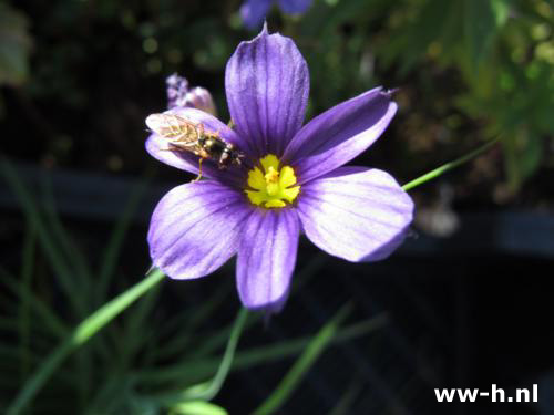 Sisyrinchium angustifolium