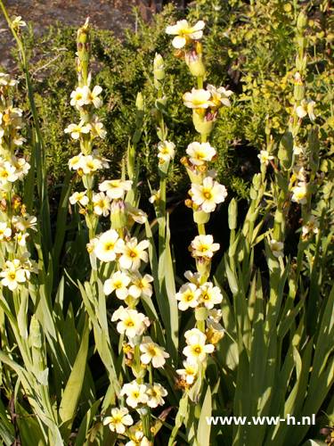 Sisyrinchium californicum