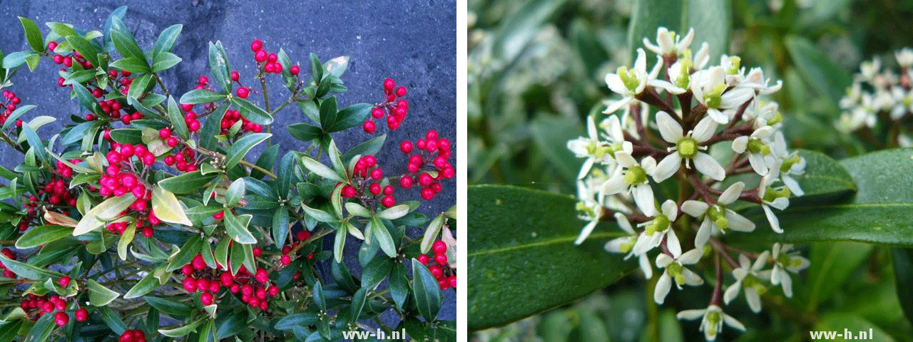 Skimmia japonica 'Keessen'