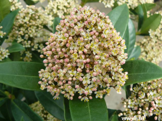 Skimmia japonica 'Rosea'