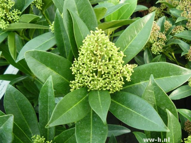 Skimmia x confusa 'Kew Green'