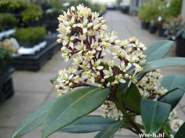 Skimmia reevesiana 'Fata Morgana'