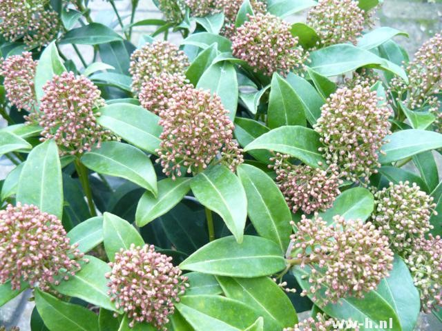 Skimmia japonica 'Godrie's Dwarf'