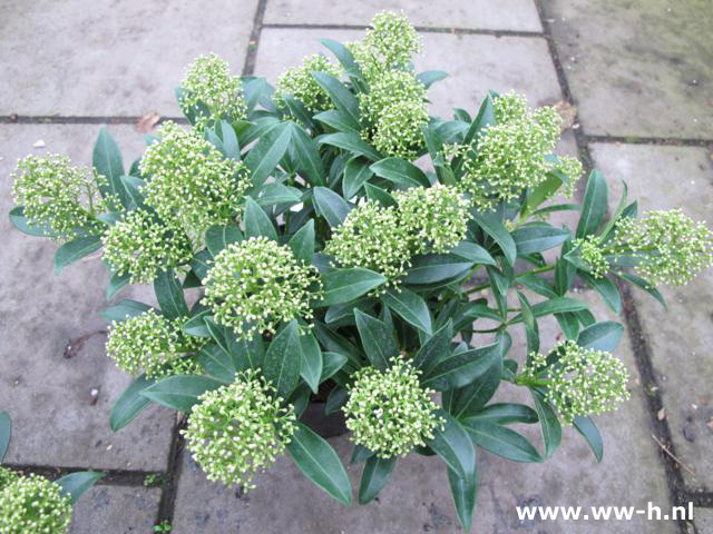 Skimmia japonica 'Godrie's Dwarf'