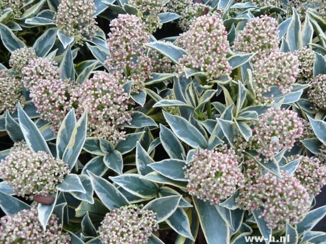 Skimmia japonica 'Magic Marlot'