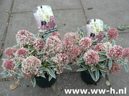 Skimmia japonica 'Magic Marlot'