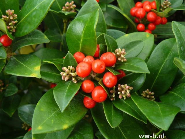 Skimmia japonica 'Olympic flame'