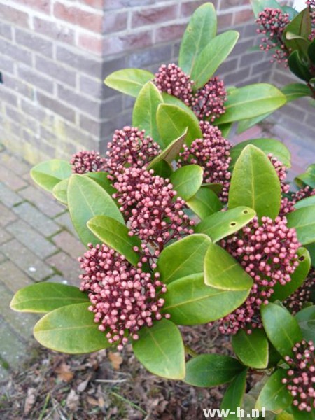 Skimmia japonica 'Rubella'