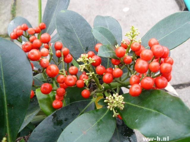 Skimmia japonica 'Veitchii'