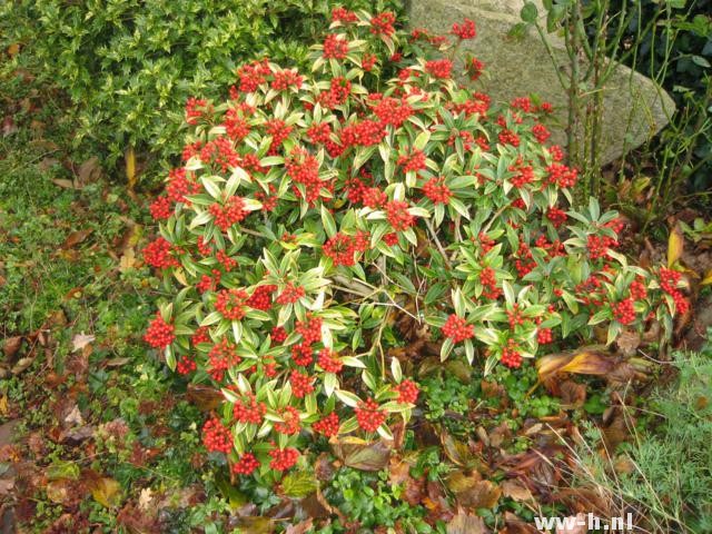 Skimmia japonica subs. reevesiana