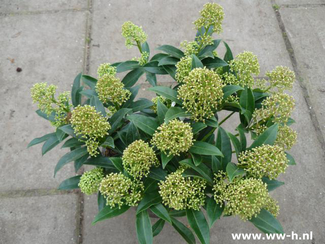 Skimmia japonica 'Godrie's Dwarf' 6,99 - Klik op de afbeelding om het venster te sluiten