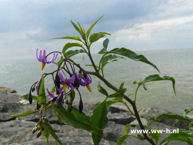 Solanum dulcamara - Klik op de afbeelding om het venster te sluiten