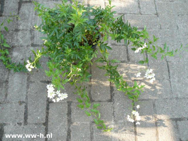 Solanum jasminoides 'Album'