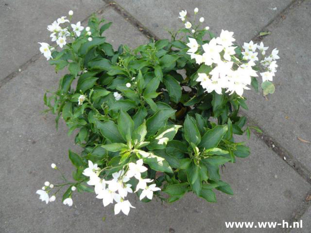 Solanum jasminoides 'Album'