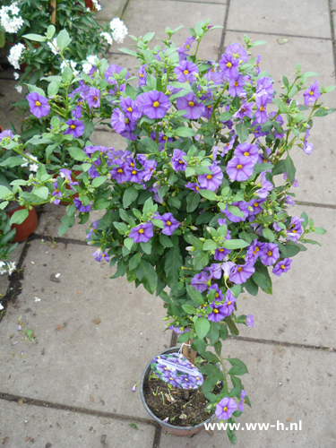 Solanum rantonnetii blauw (syn.Lycianthes r.) - Klik op de afbeelding om het venster te sluiten