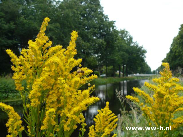 Solidago hoog