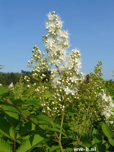 Sorbaria sorbifolia