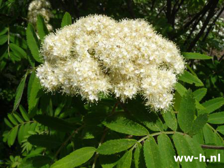 Sorbus aucuparia