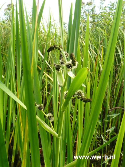 Sparganium erectum - Klik op de afbeelding om het venster te sluiten