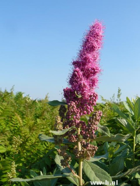 Spiraea x billiardii