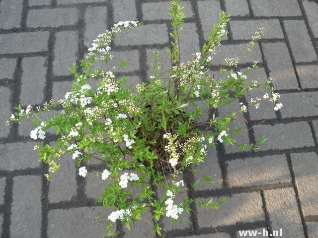 Spiraea cinerea 'Grefsheim'