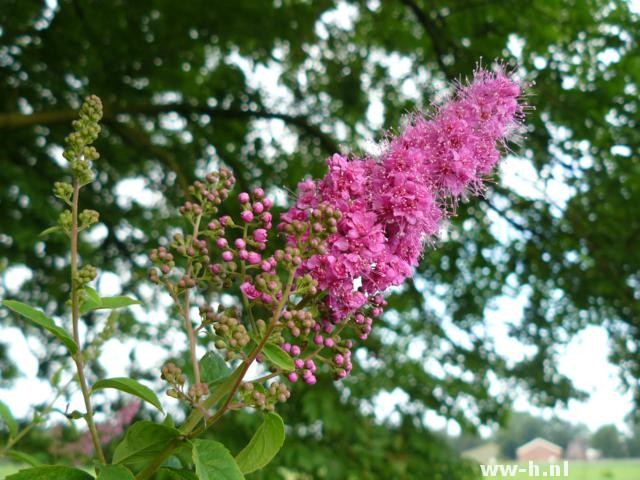 Spiraea douglasii