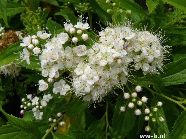 Spiraea japonica 'Albiflora' pot 3liter 2.99 - Klik op de afbeelding om het venster te sluiten