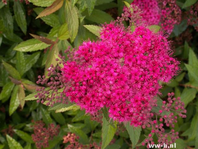 Spiraea japonica 'Anthony Waterer'