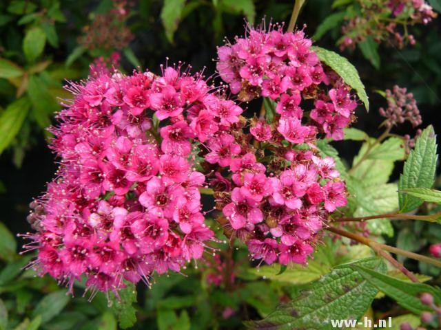 Spiraea japonica 'Dart's Red'