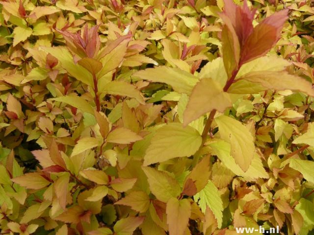 Spiraea japonica 'Firelight'