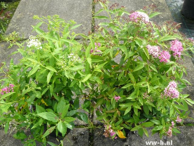 Spiraea japonica 'Genpei' pot 3liter 3.99 ; 1.5liter. 1.99