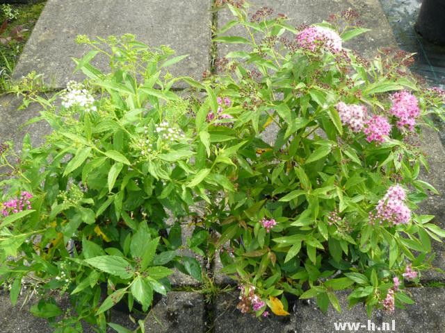 Spiraea japonica 'Genpei' pot 3liter 3.99 ; 1.5liter. 1.99 - Klik op de afbeelding om het venster te sluiten