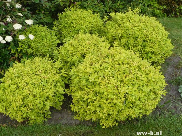 Spiraea japonica 'Golden Princess'