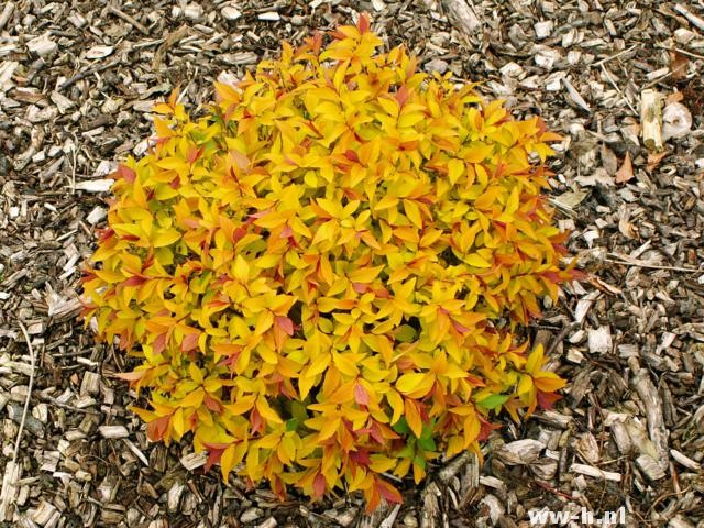 Spiraea japonica 'Goldflame'