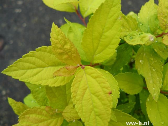 Spiraea japonica 'Goldmound'