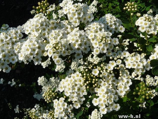 Spiraea nipponica 'Snowmound'