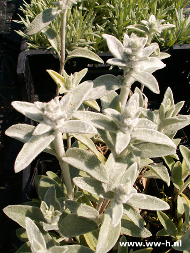 Stachys byzantina